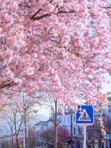 HÀ KHẨU - ĐẠI LÝ CỔ TRẤN - CÔN MINH - 4N3Đ – NO SHOPPING 5